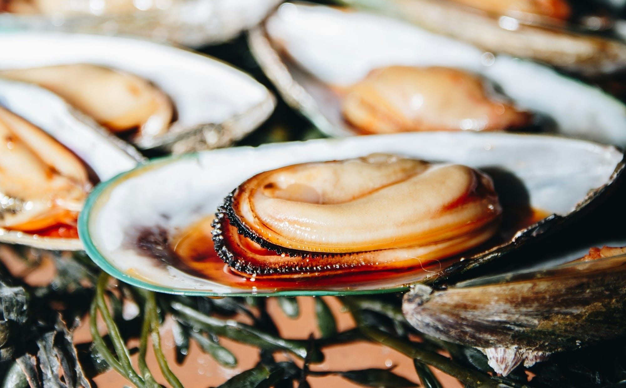  mussels over a bed of seaweed