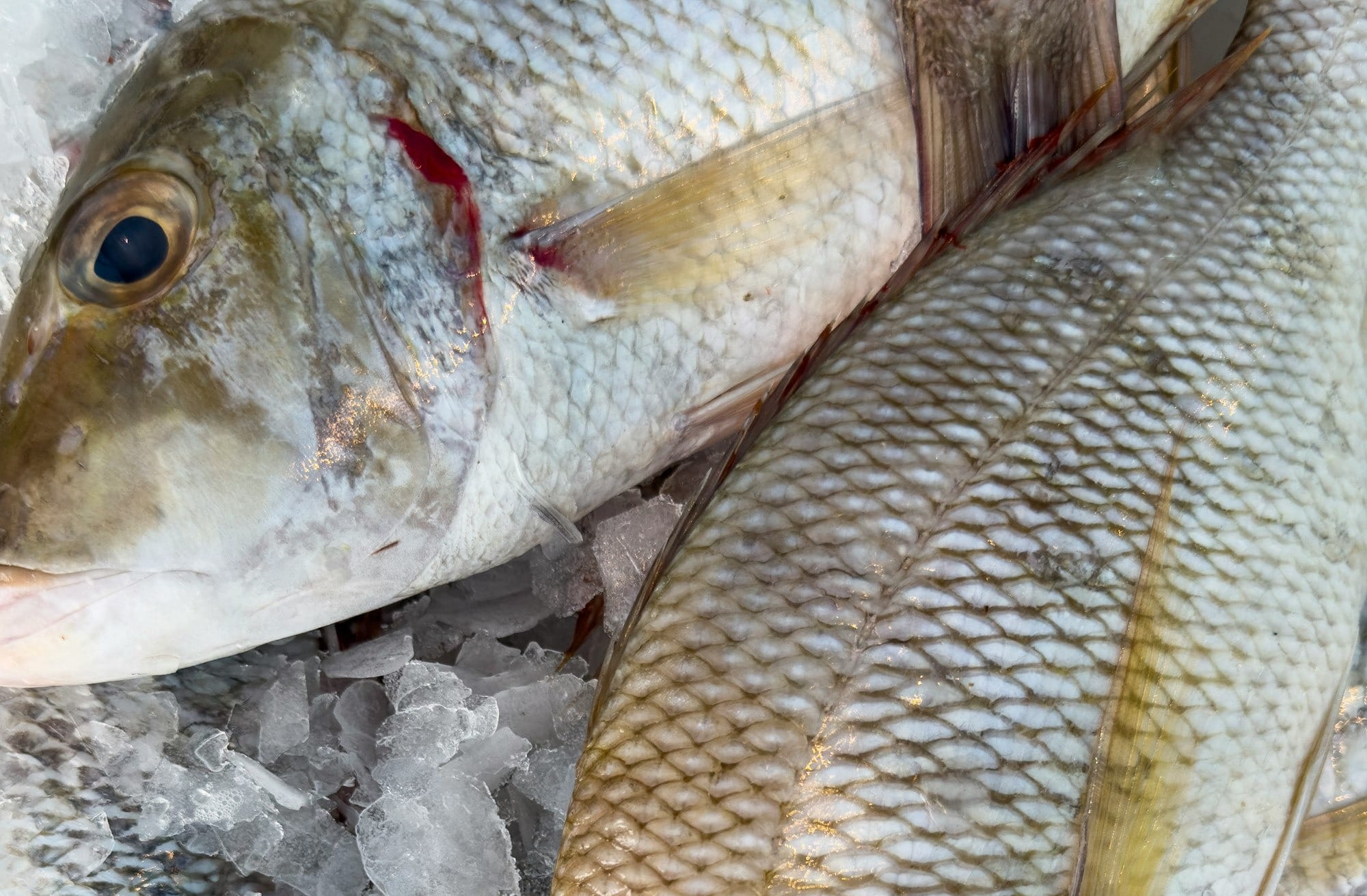 A group of fresh fish at a seafood market sitting on top of ice