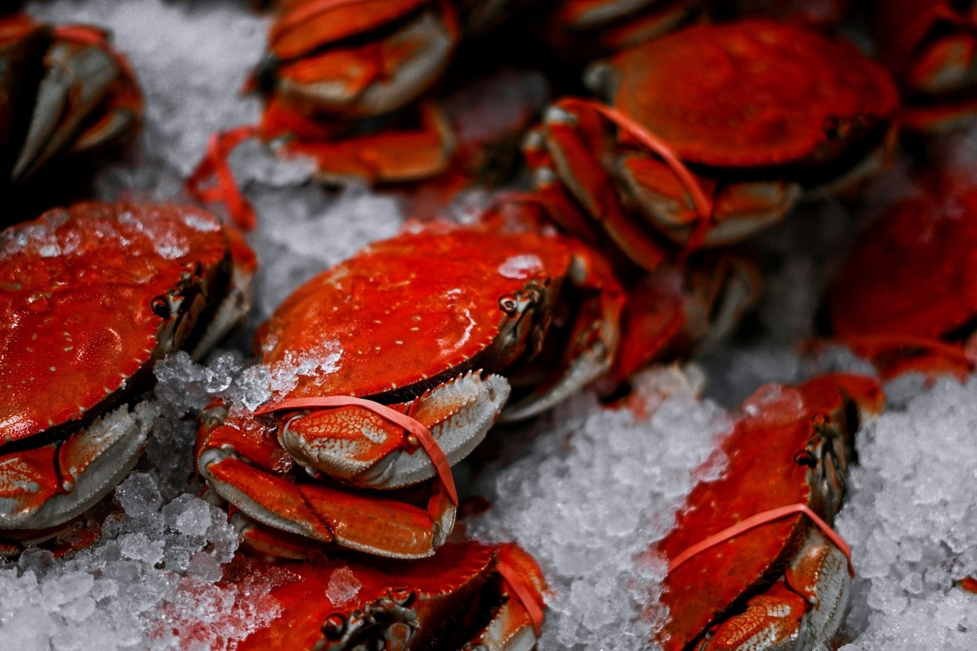 fresh dungeness crabs on ice