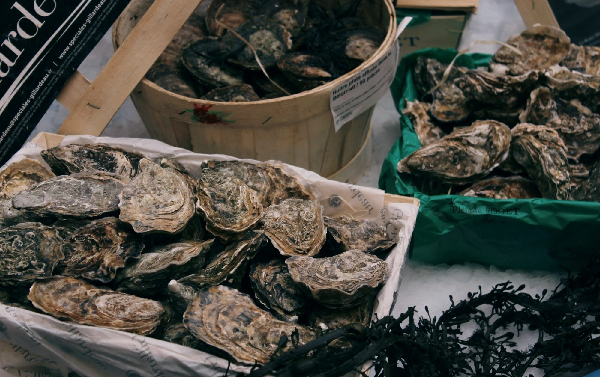 Fresh oysters in a bucket and trays