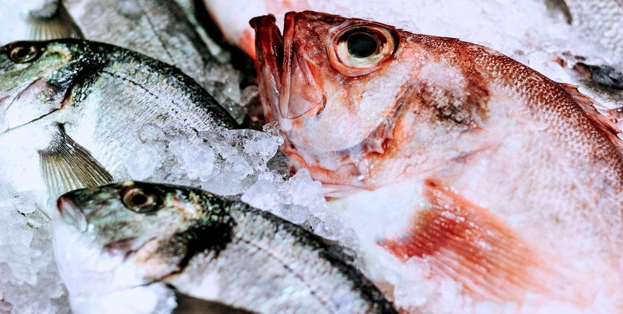 whole fish on ice