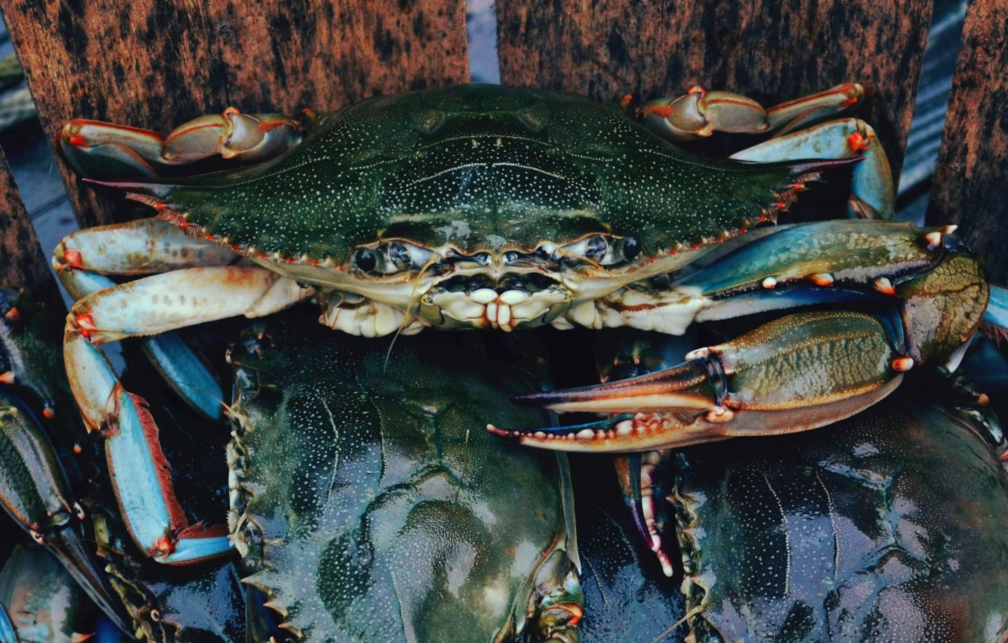 live blue crabs in a wooden basket