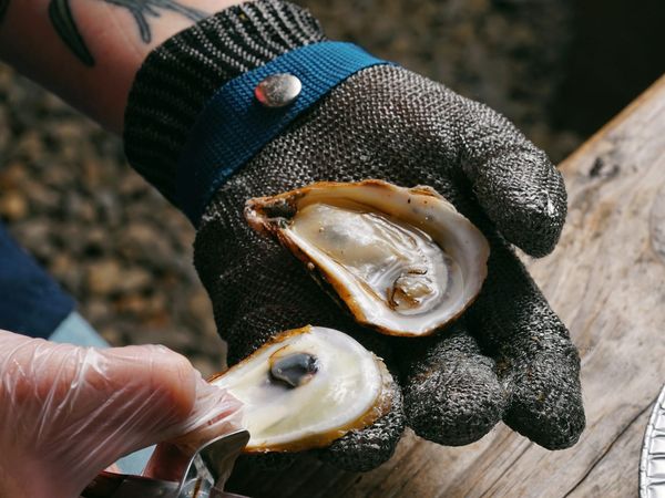 A fresh shucked oyster