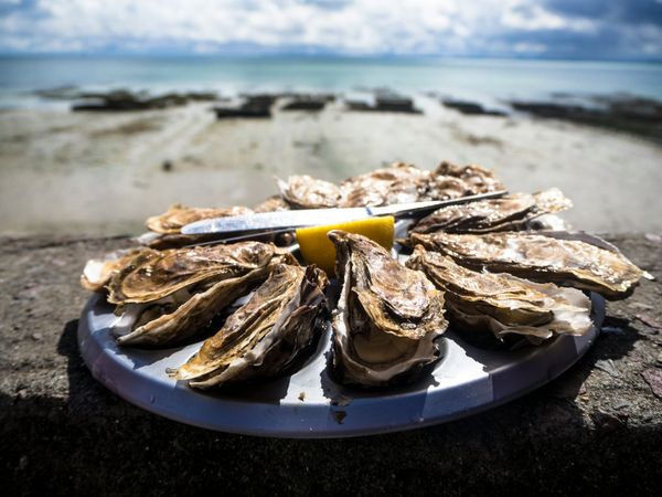 A dozen whole oysters with a wedge of lemon on a platter that is sitting on a wall overlooking a sunny beach with oyster cultivating baskets faded in the background.
