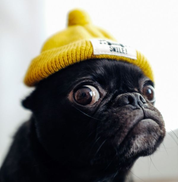 Dogs not barking: the quiet crisis nobody's talking about