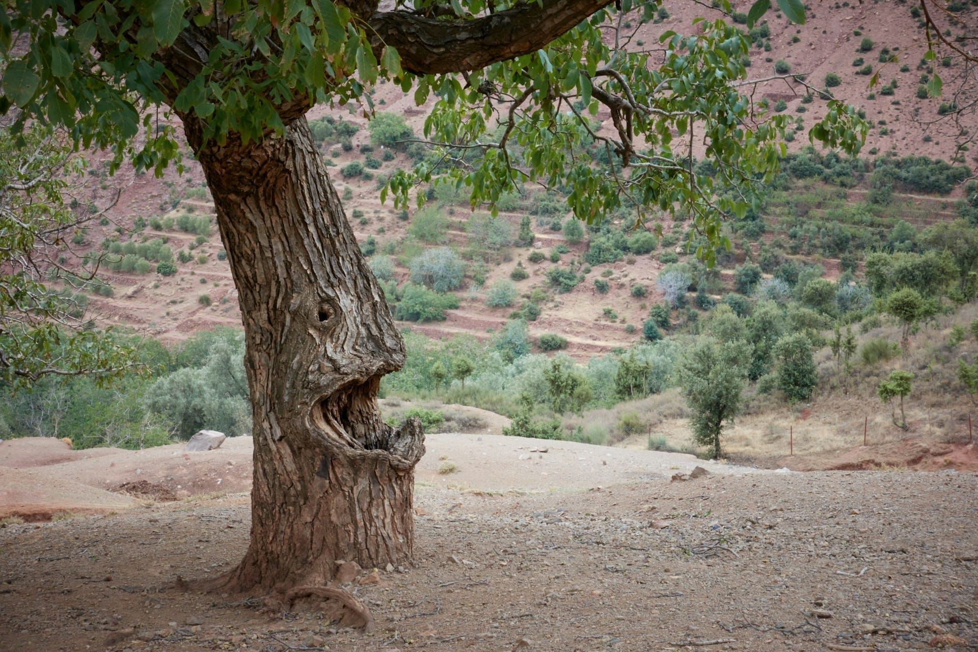 A gnarled tree laughs at a dry landscape.