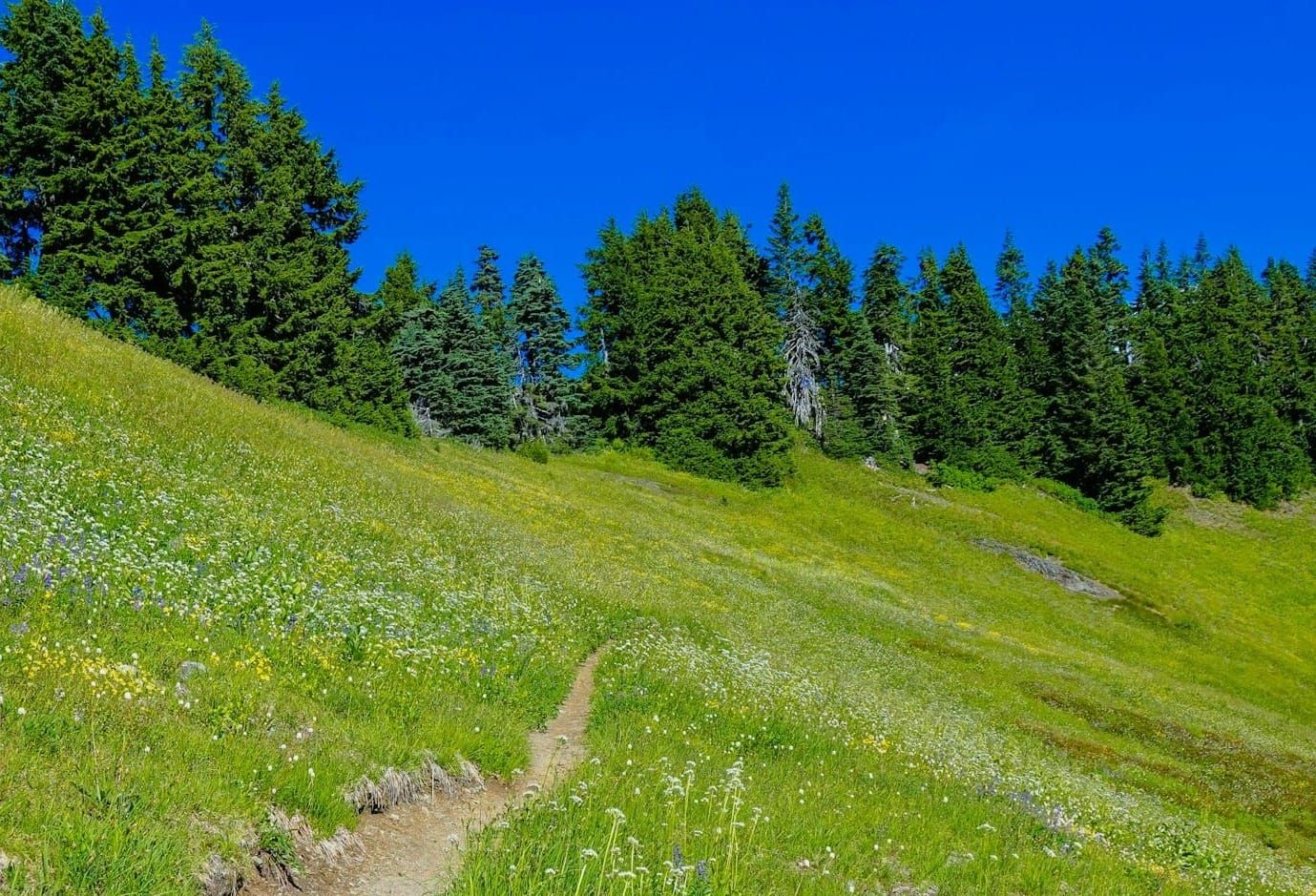 A trail passes through a meadow into the distance.