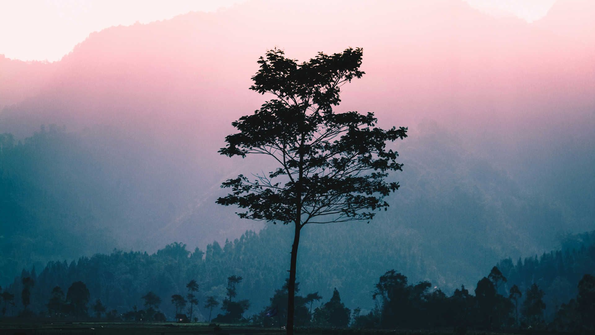 A tree stands out against a misty landscape.