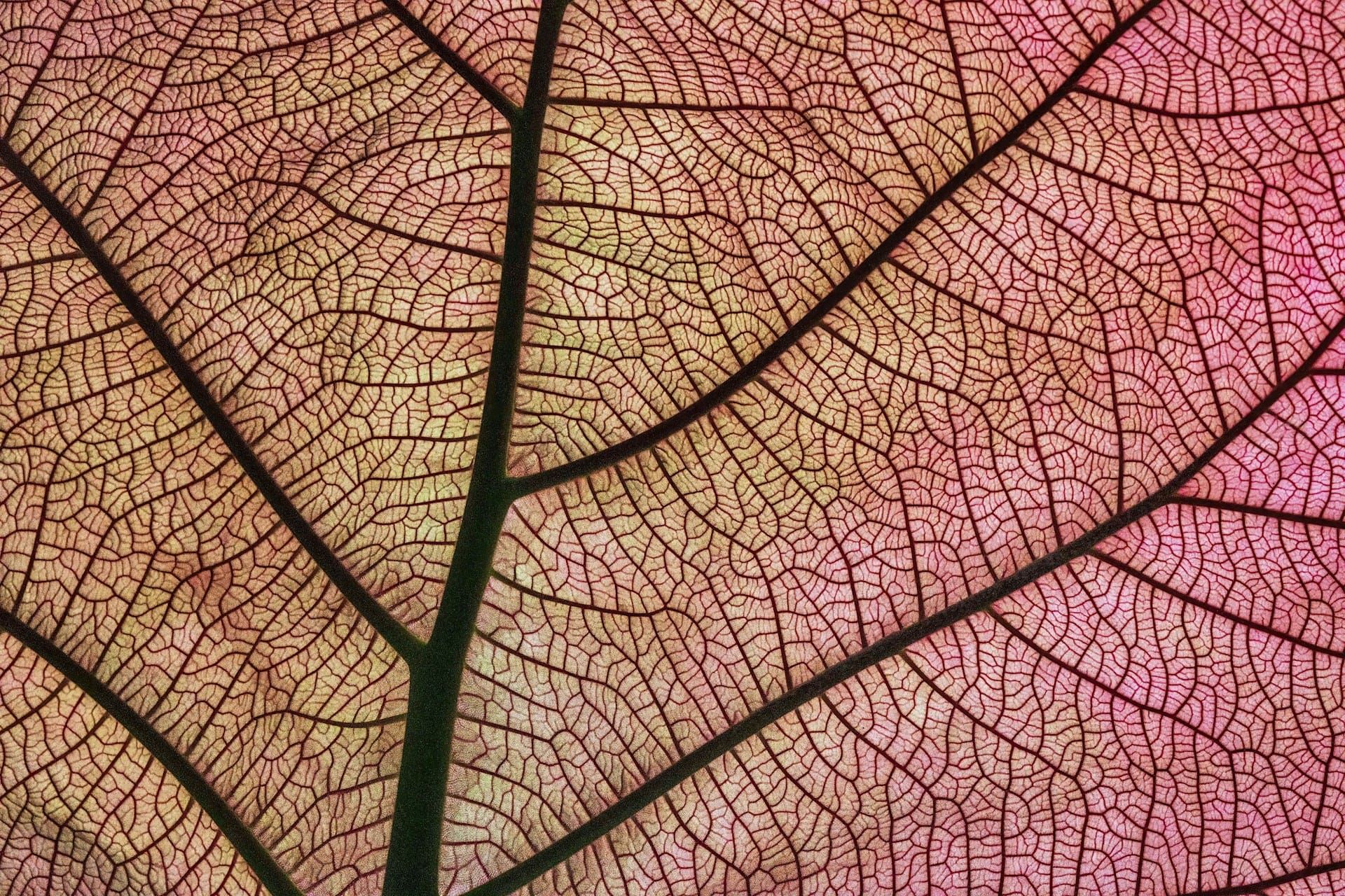 Complex veins of a leaf.