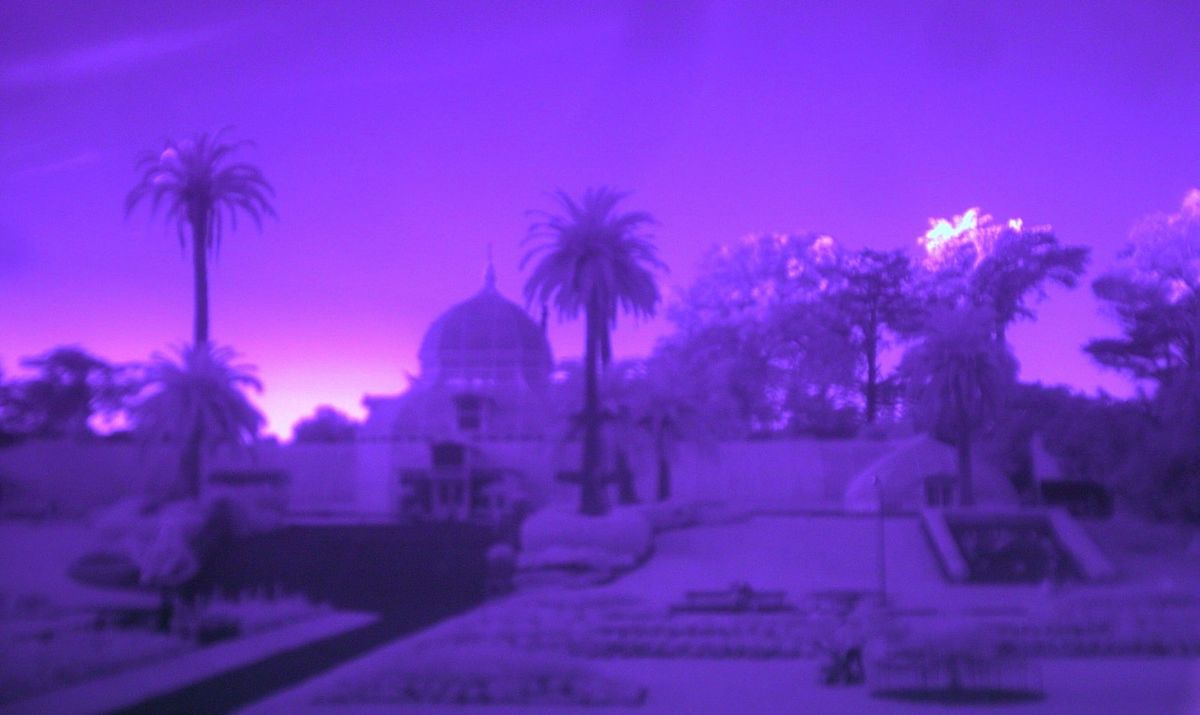 Vaporwave-y purple shot of SF's Conservatory of Flowers, with some palm trees just catching the last rays of the sunset.