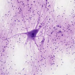 A video AI model derived from rat neurons becomes available on AWS in limited preview