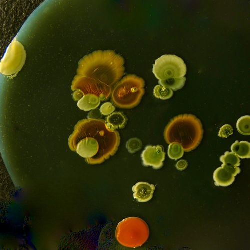 MIT turns bacteria into transistors and prints them into working logic circuits