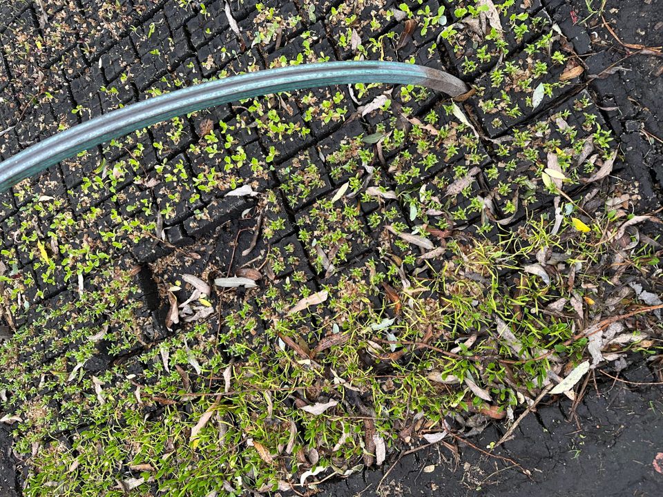 Fertile Ground