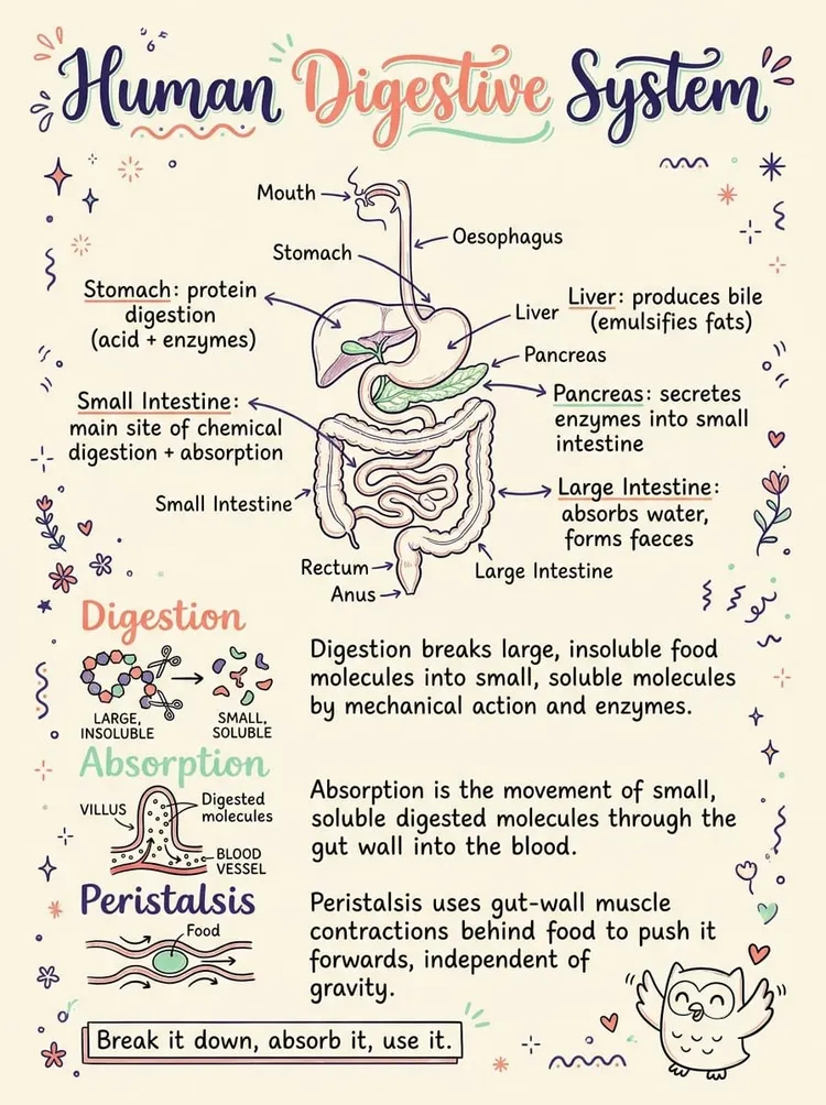 Human Digestive System — Study Notes