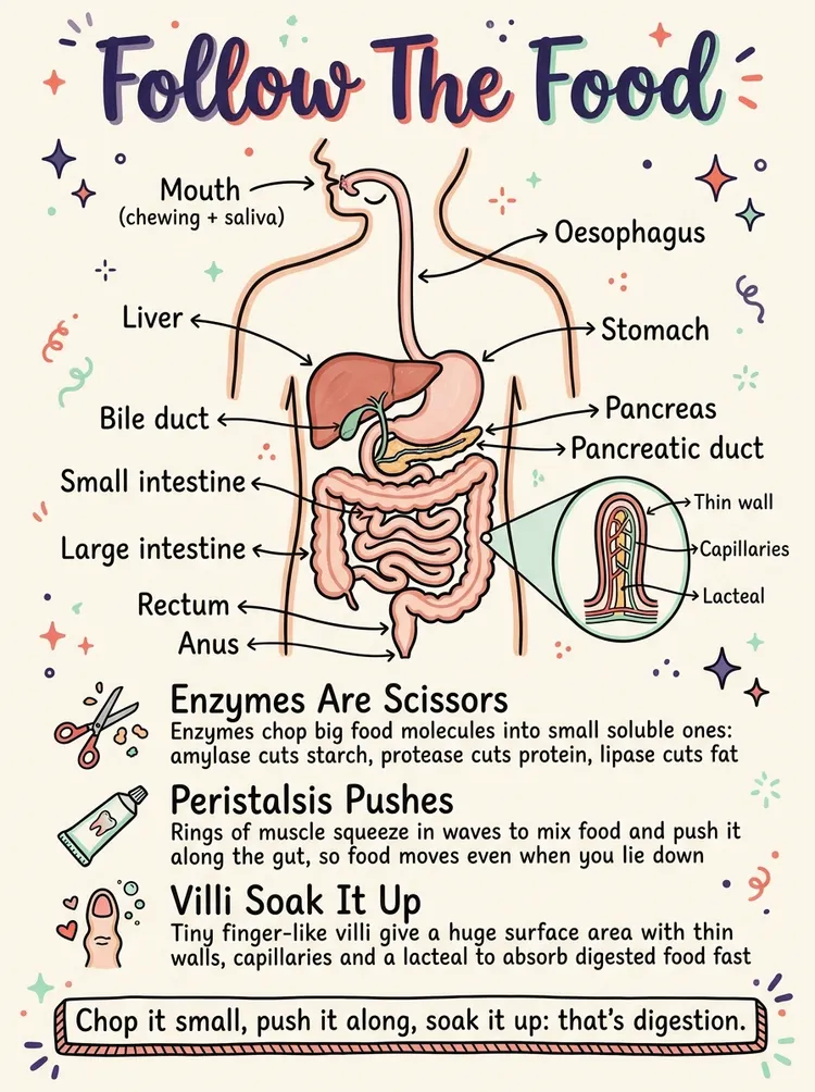 Human Digestive System — Study Notes