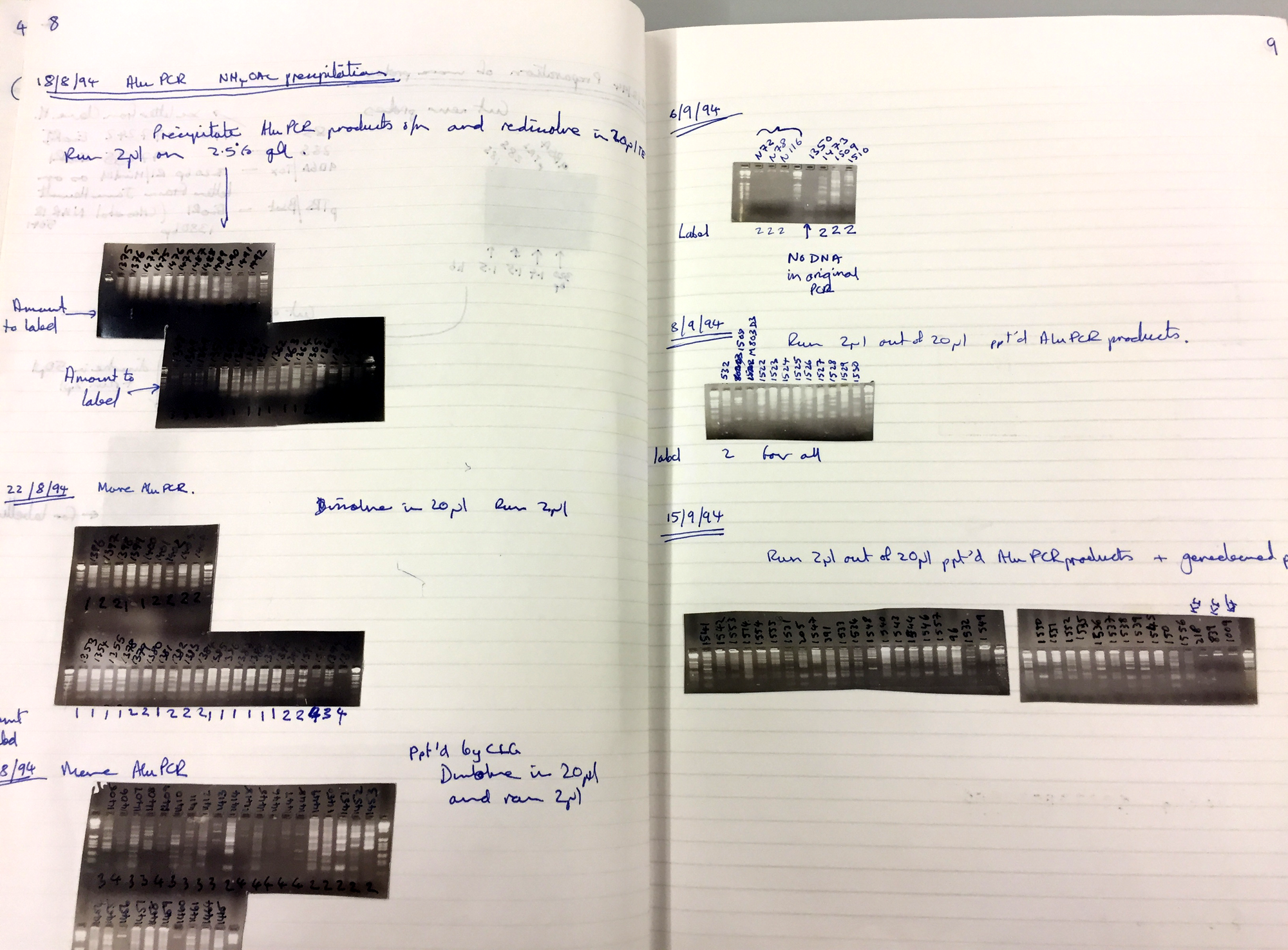 Double page in a laboratory notebook, from several days in August 1994. It has images of PCR gels and accompanying notes.