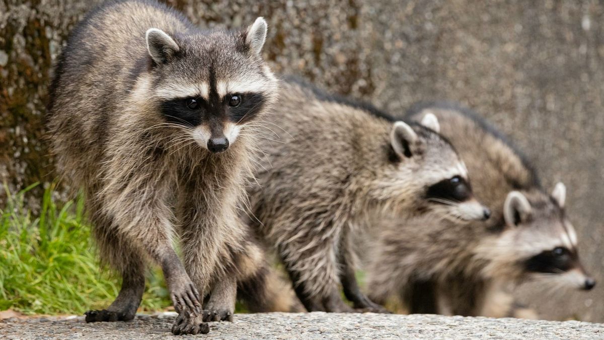 Three raccoons sitting on a road against a moss-covered concrete wall. A bit of grass grows in the bottom corner.