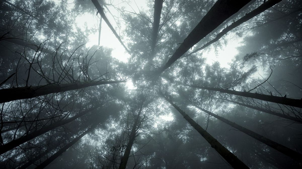 Forest of misty pines shot from below. Faint light filters down amongst spiny branches, and all the colors are washed out.