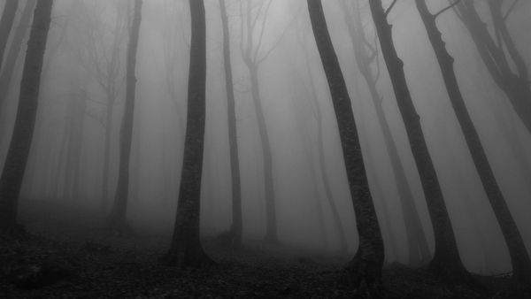 Dark, foggy forest with several spindly tree visible in the foreground.