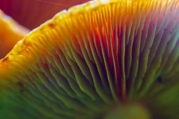 A close up of the underside of a mushroom. It has ridges and lines and the color goes from warm in the upper left to cool in the lower right. It's dynamic and threatening.