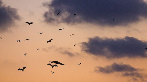 Over a dozen bats in flight, sillhouetted against an evening sky darkening from orange to grey. Clouds cover just under half the sky.