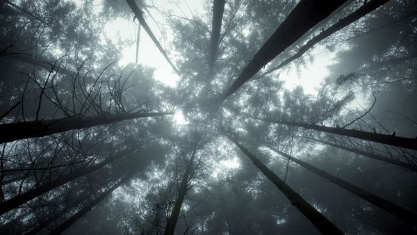 Forest of misty pines shot from below. Faint light filters down amongst spiny branches, and all the colors are washed out.