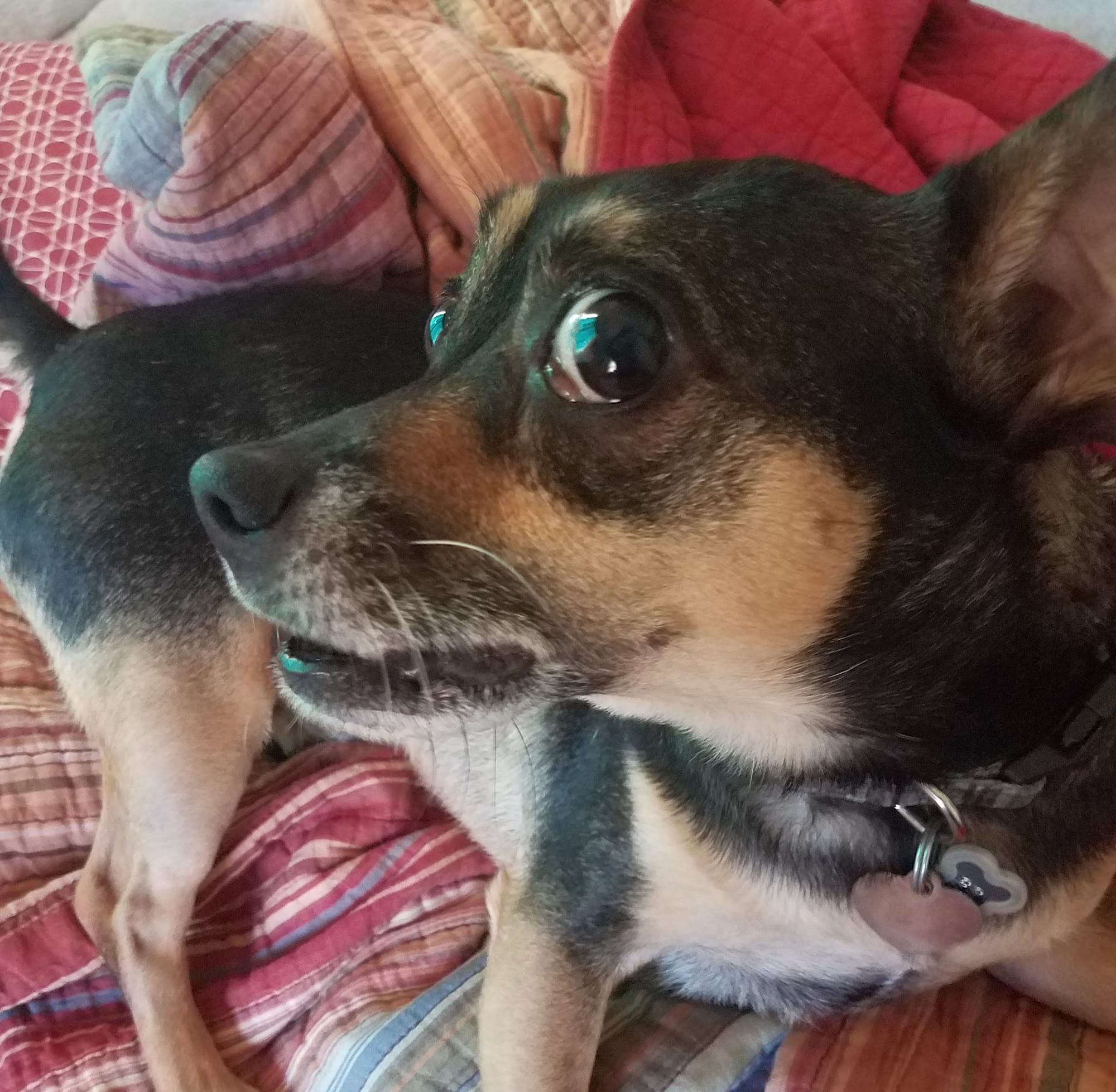 A small black and tan dog looks directly at the camera in what looks like mid-bark