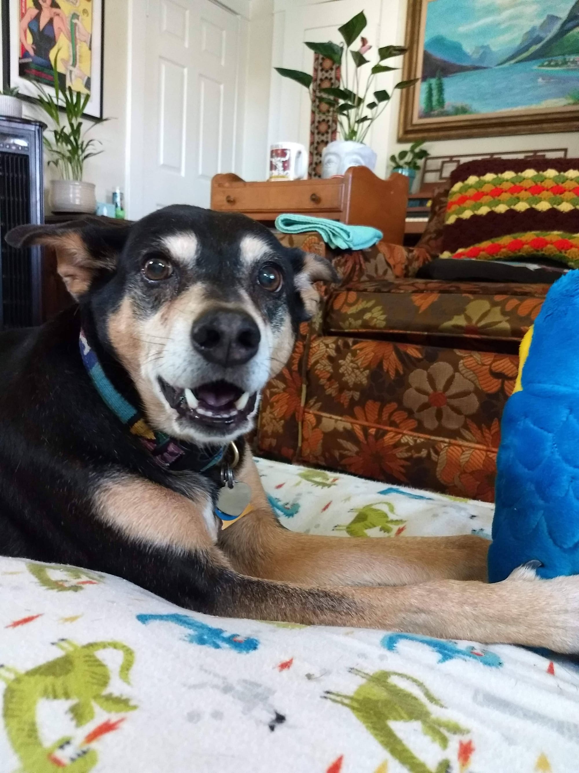 A smiling black and tan dog holding a blue stuffed animal in his paws