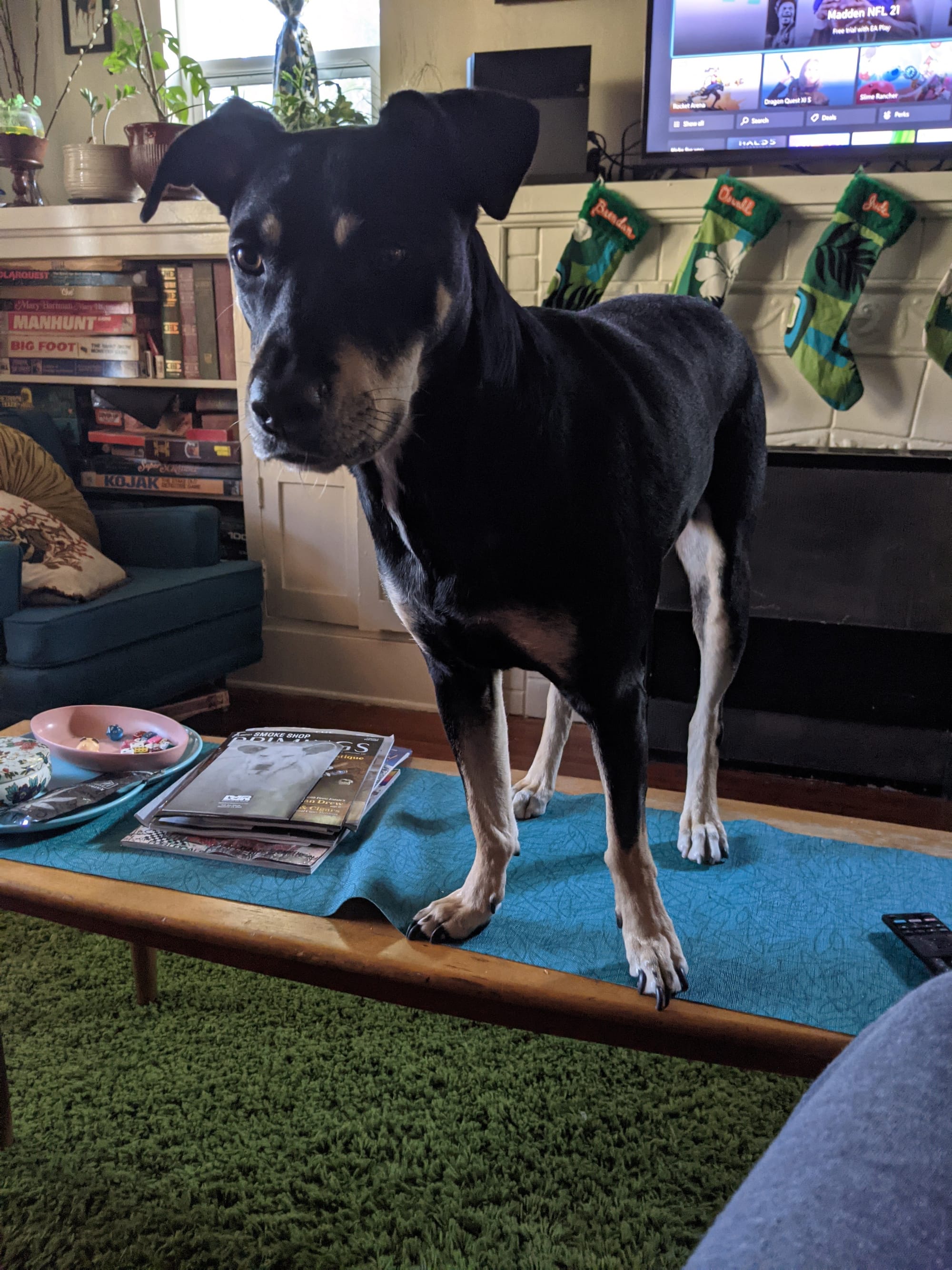 A black and tan dog stands on a coffee table in front of a mantle with stockings hung in the background