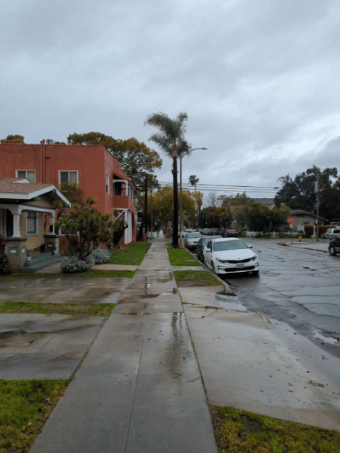 A palm tree blowing in the wind above a wet sidewalk and street with storm clouds above