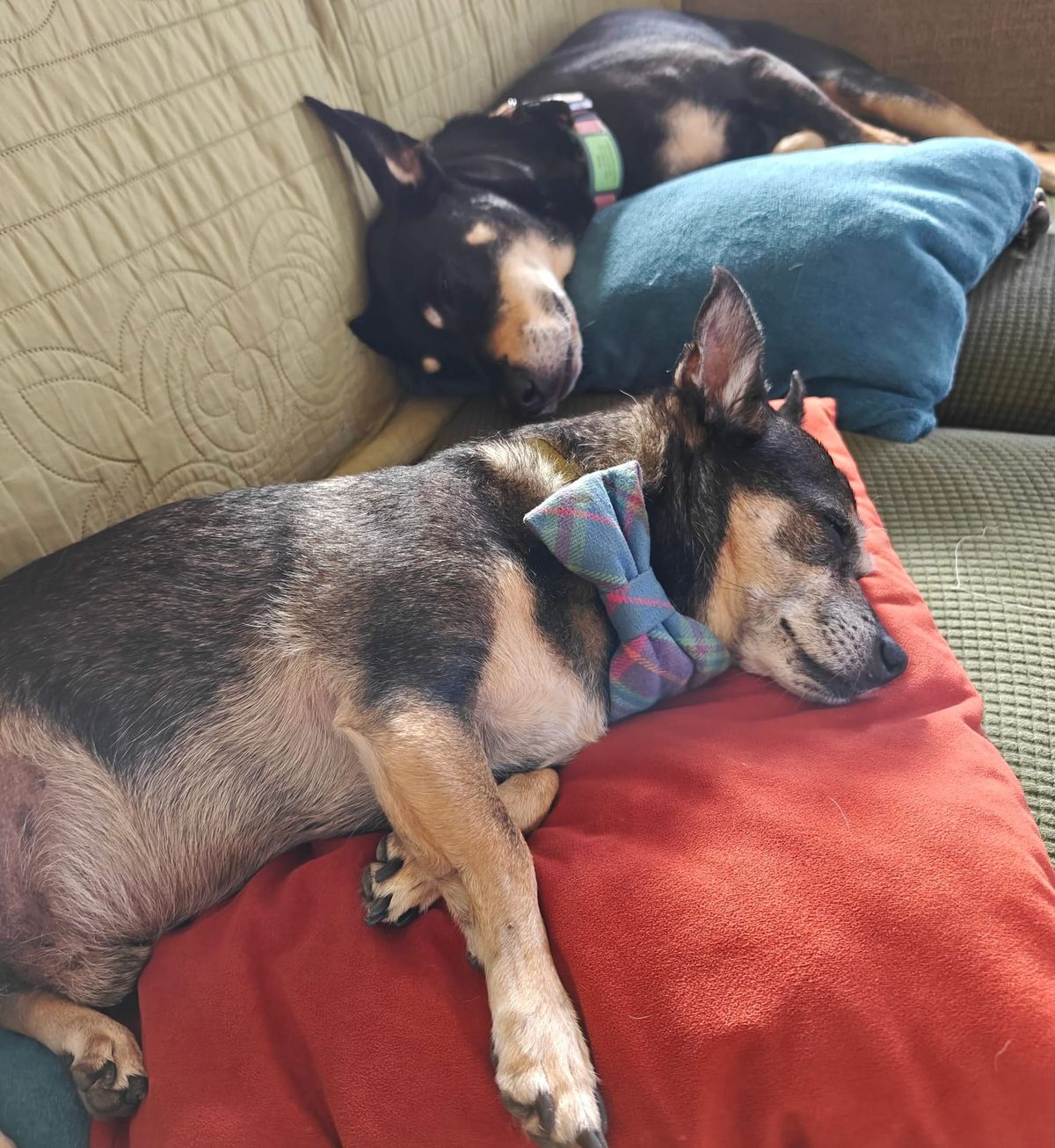 two dogs sleeping on a couch on cushions, the one in the foreground has a little plaid bowtie