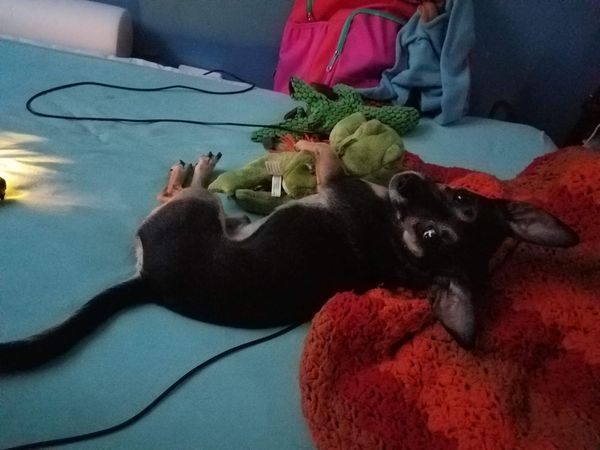A small black and tan chihuahua lying on a bed with some stuffed animals and an afghan