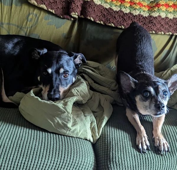 A pair of black and tan dogs, one resting, one stretching, both looking into the cam