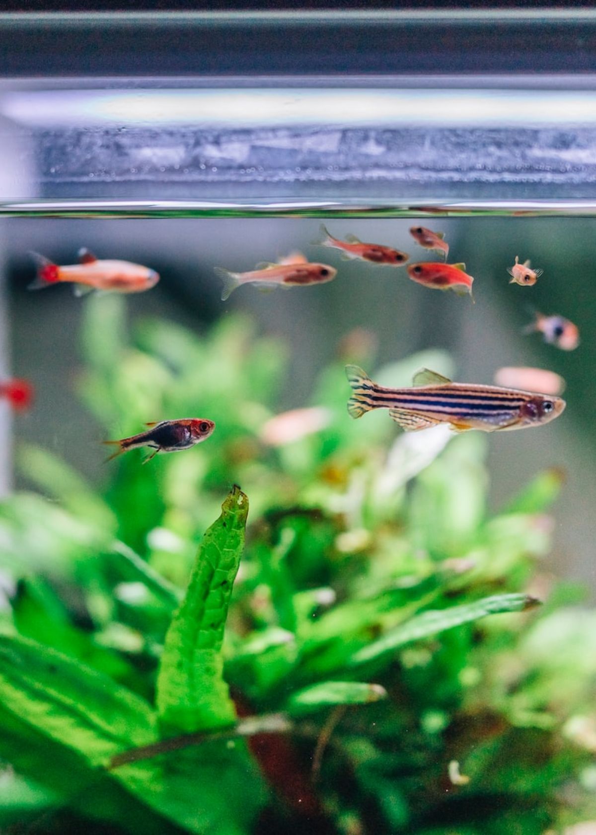 Best Aquarium Plants