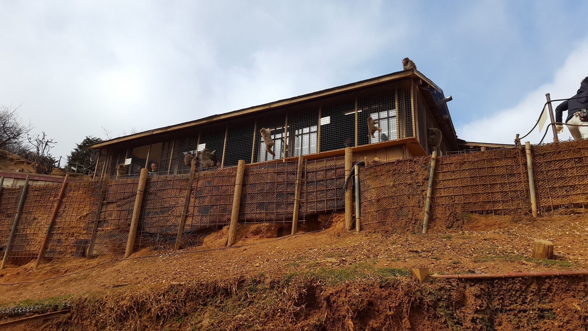 Japanimals 2 - Arashiyama Monkey Park