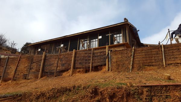 Japanimals 2 - Arashiyama Monkey Park