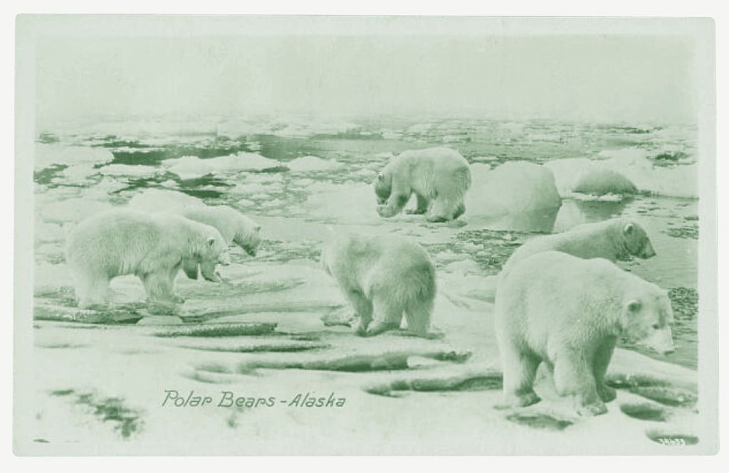 This a postcard from the Library of Congress archives. It shows polar bears on ice. I have applied a green tint to the whole image.