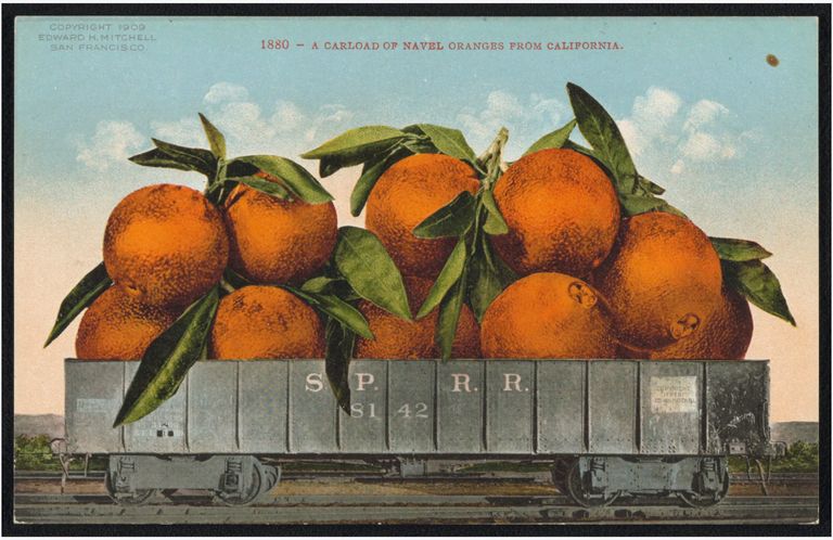 This is an image from a 1909 postcard illustrating oranges in a rail car coming from California.