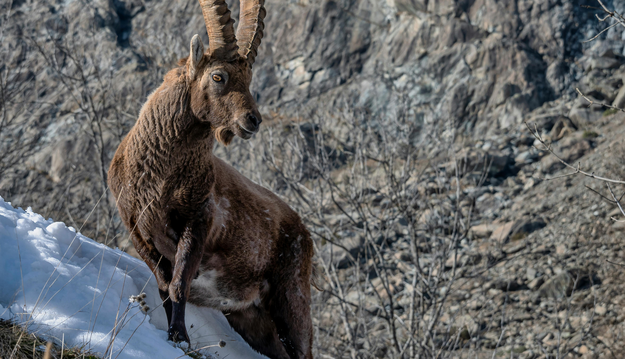 Ein Steinbock in seinem natürlichen Habitat