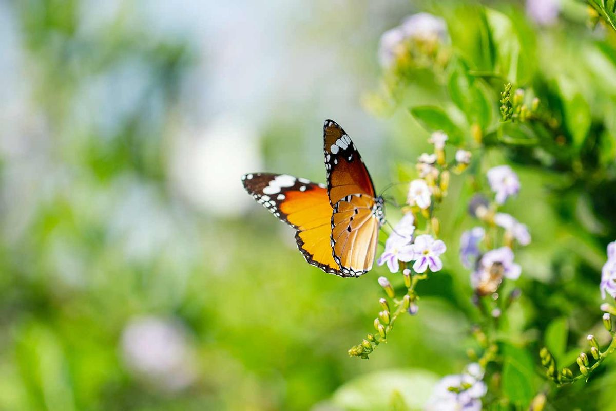 Die Bedeutung von Insekten für die Landwirtschaft