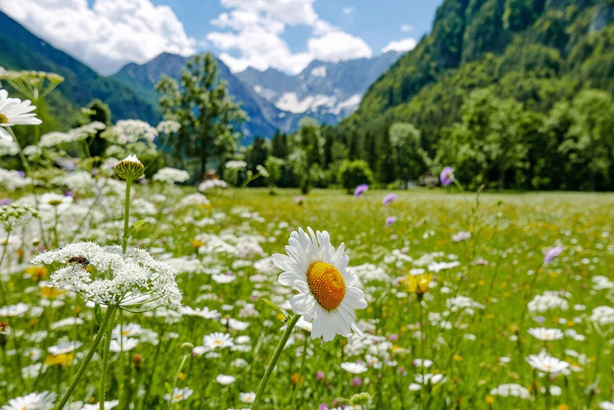 Wildblumenwiese im Frühling mit vielfältiger Blütenpracht als Lebensraum für Insekten