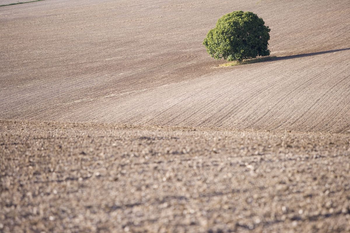 Einzelner Baum in einer weitläufigen, abgeernteten Ackerlandschaft.