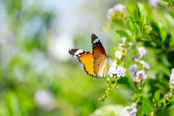 Die Bedeutung von Insekten für die Landwirtschaft