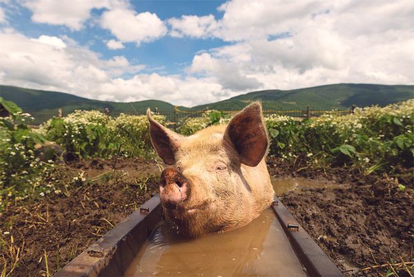 Schweinehaltung in Österreich