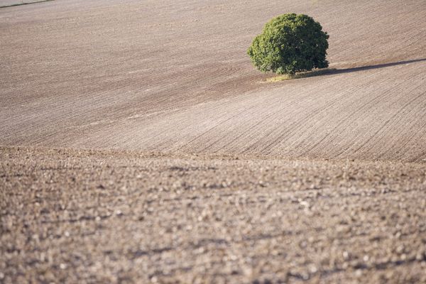 Einzelner Baum in einer weitläufigen, abgeernteten Ackerlandschaft.