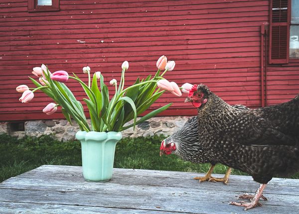 Our Farm in May
