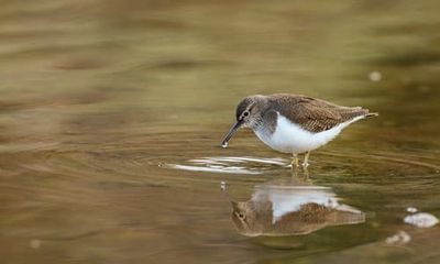 Bridging Cultures and Contexts