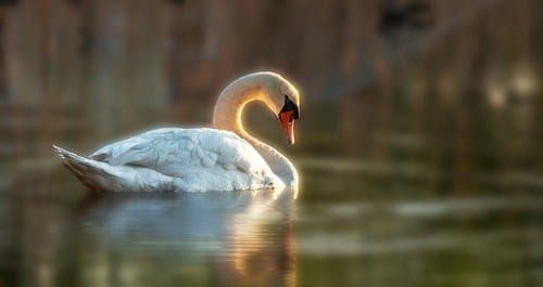 The Zoo of Future Risks