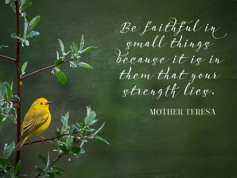 3147-Teresa-800x600-1