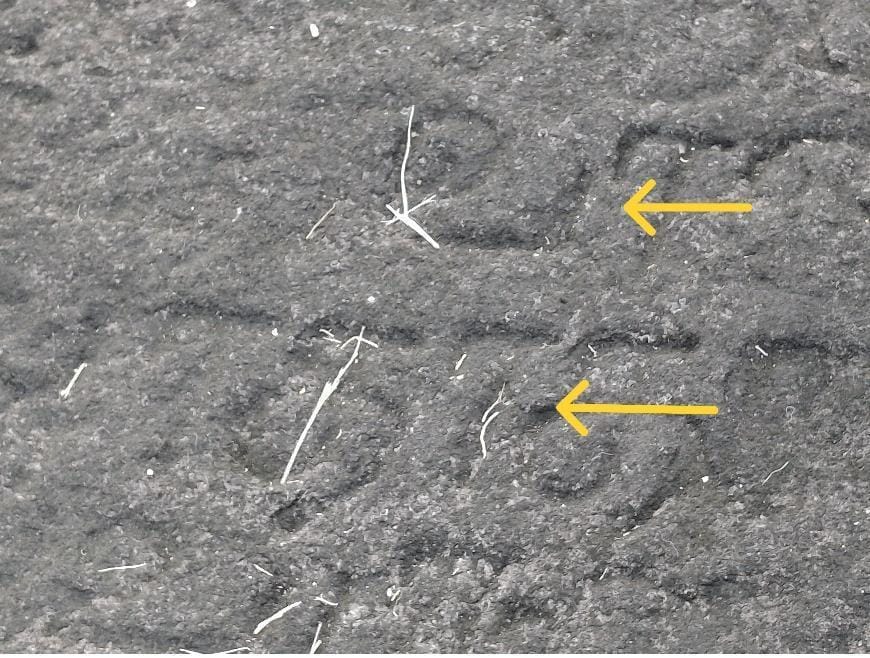 Figure 2: The lower section of the same inscription shown in Figure 1 shows the same message carved in a language with clearly visible Tamil letters (Yellow arrows). This suggests – even to the most lay observer, that the language here is either Tamil or an earlier version of Tamil used at the time.